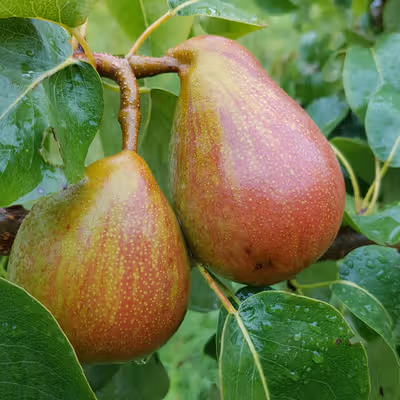 Durondeau Pear